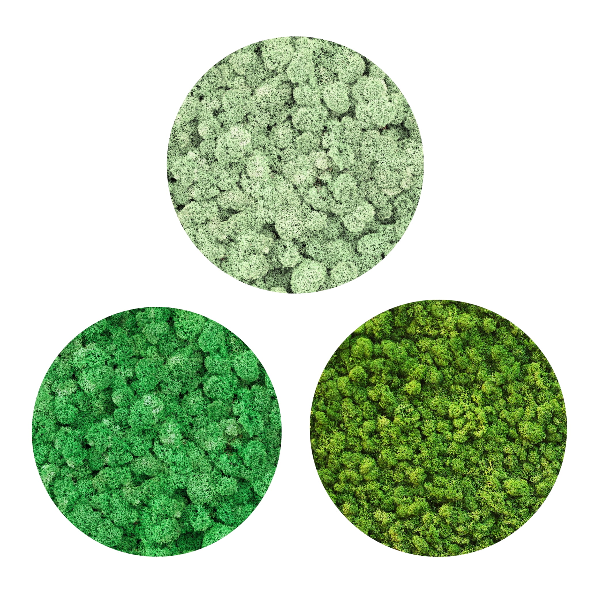 BioIce moss Chrobotek 25g mech do terrarium
