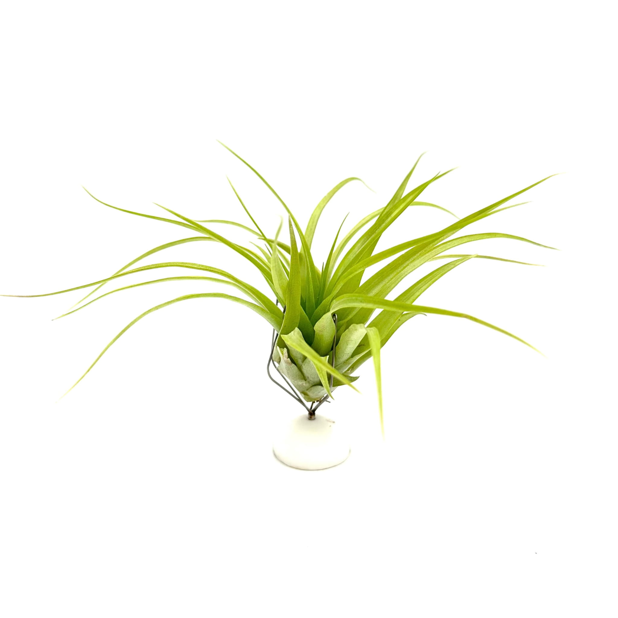 Tillandsia brachycaulos abdida Oplątwa - Żywa Roślina do Terrarium