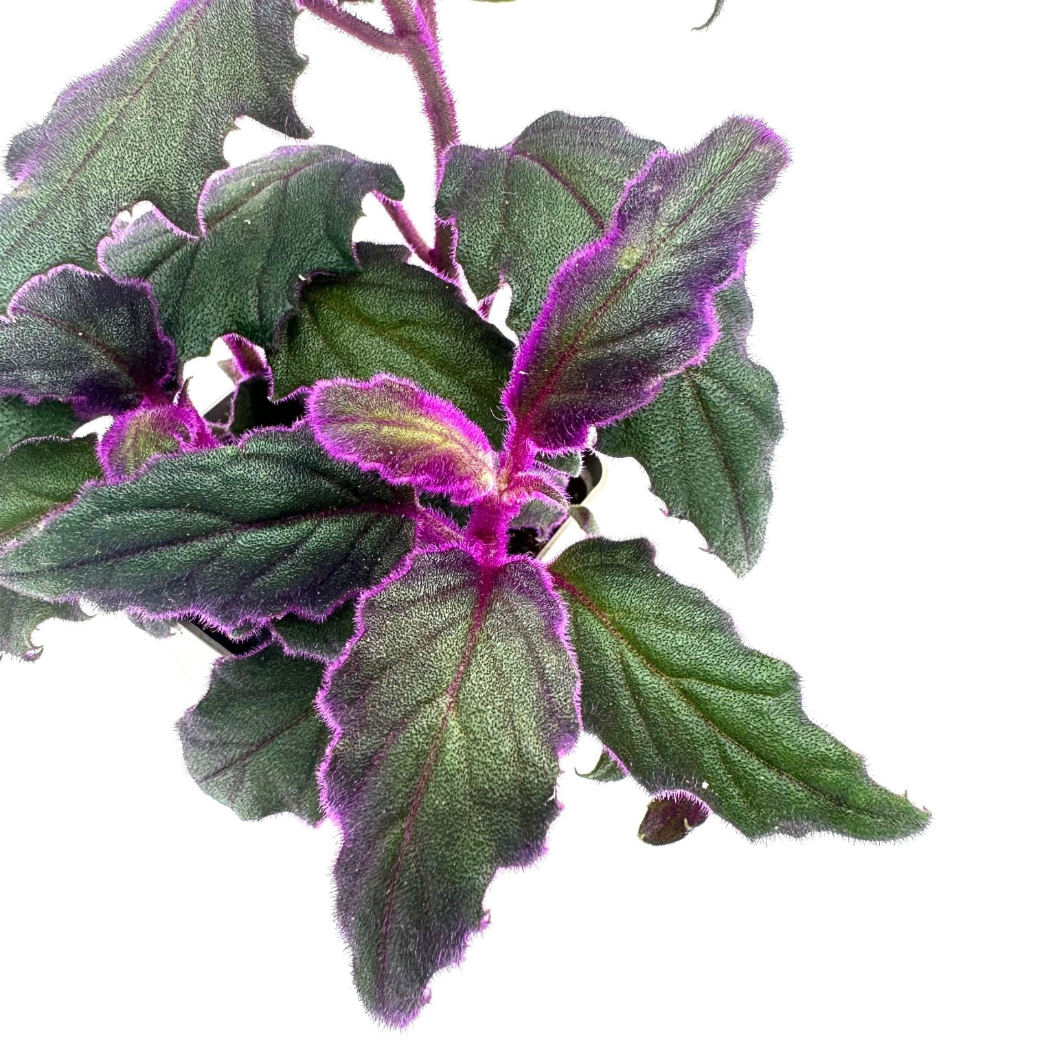 Gynura aurantiaca Ginura Pomarańczowa - Żywa Roślina do Terrarium