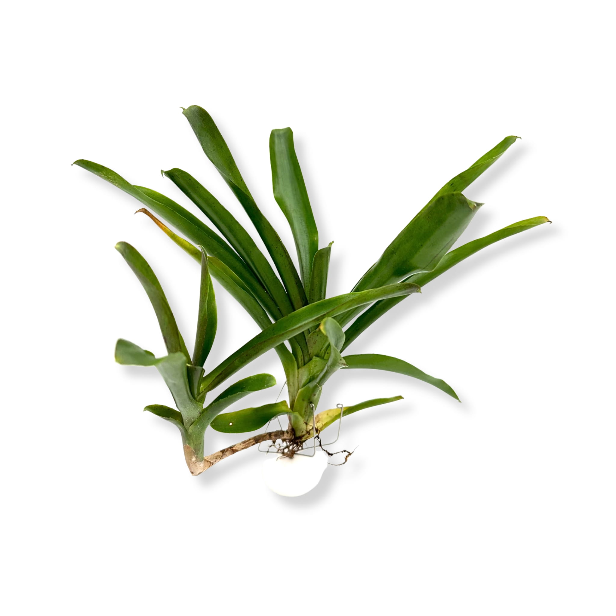 Neoregelia narziss - Żywa Roślina do Terrarium