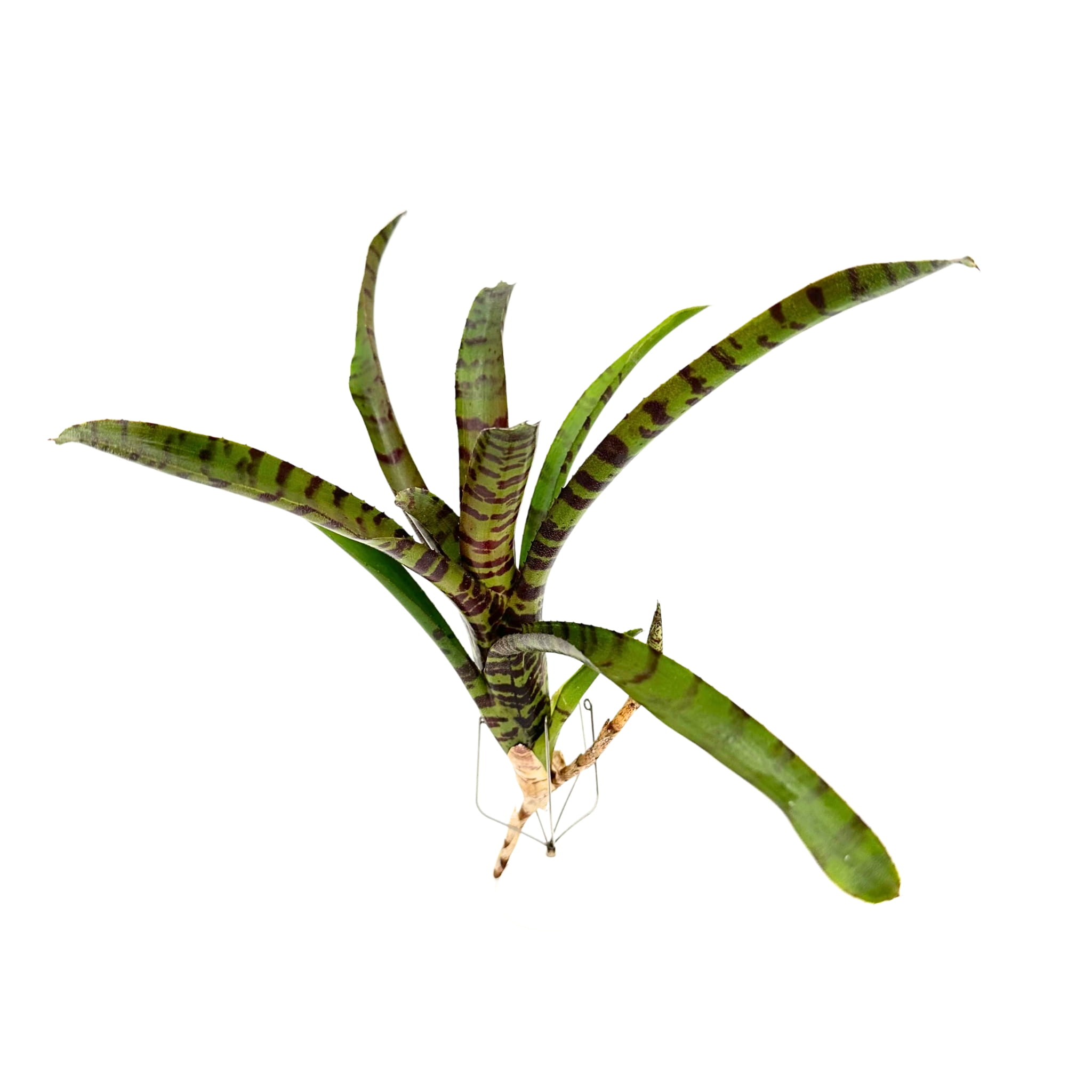 Neoregelia rubrifolia - Żywa Roślina do Terrarium
