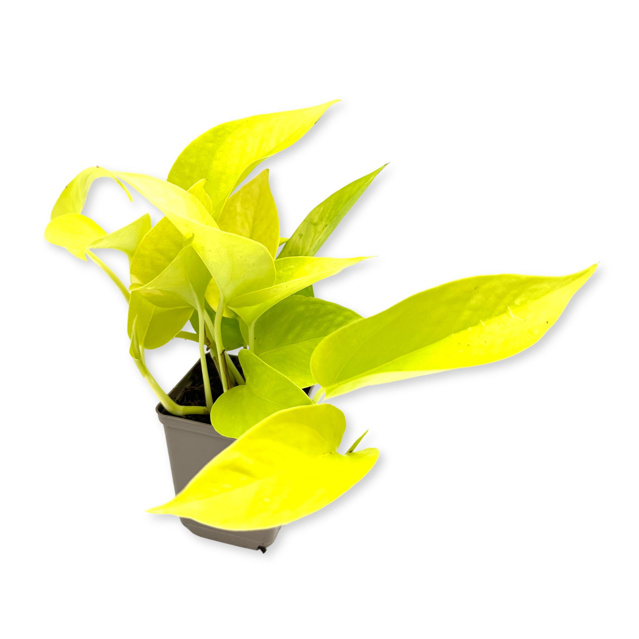 Philodendron scandens var. neon Filodendron Pnący Neon - Żywa Roślina do Terrarium