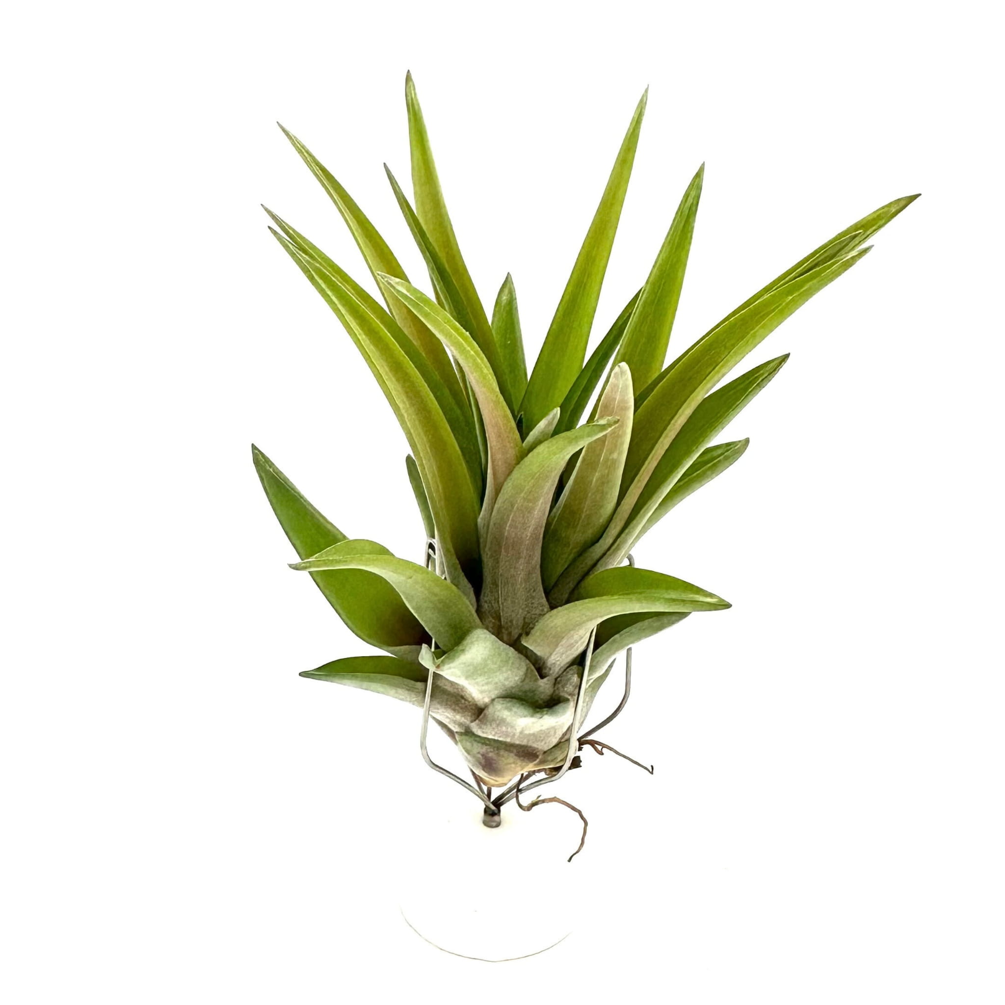 Tillandsia brachycaulos multiflora Oplątwa - Żywa Roślina do Terrarium