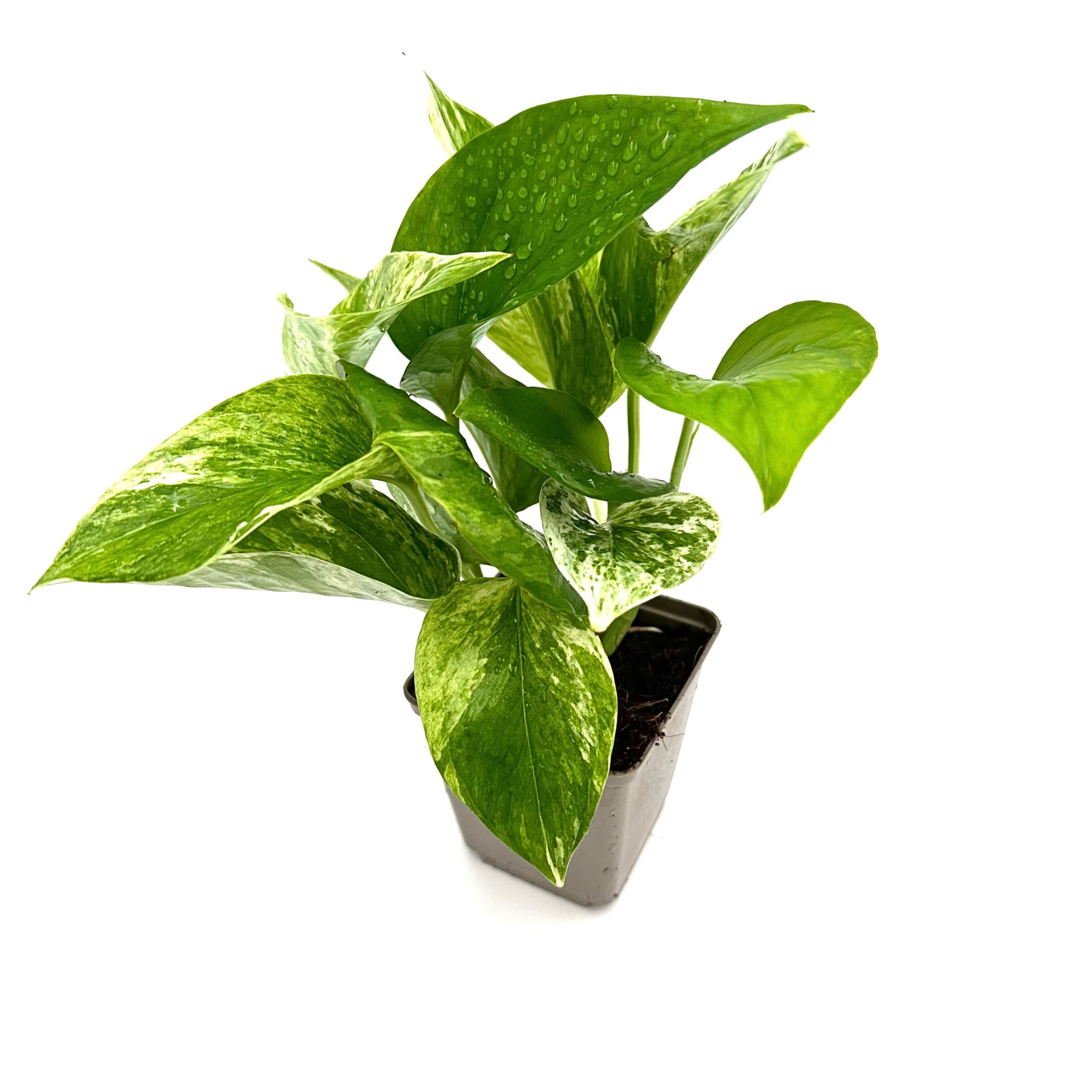 Epipremnum pinnatum var. marble - Żywa Roślina do Terrarium