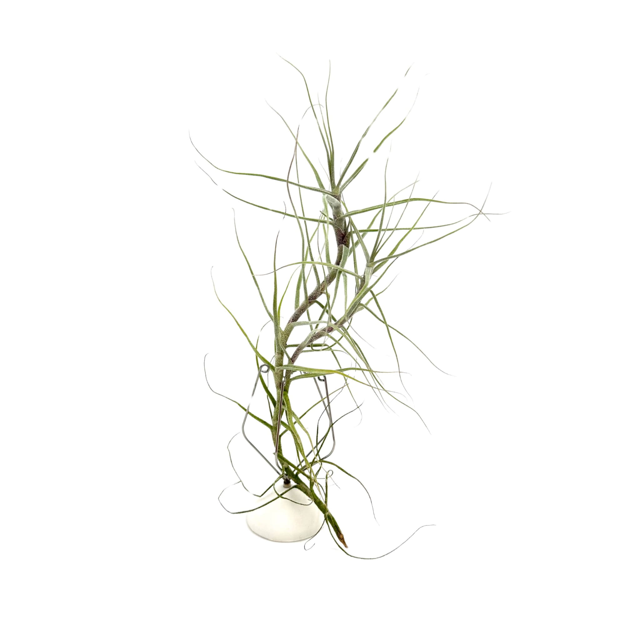 Tillandsia caerulea branched Oplątwa - Żywa Roślina do Terrarium