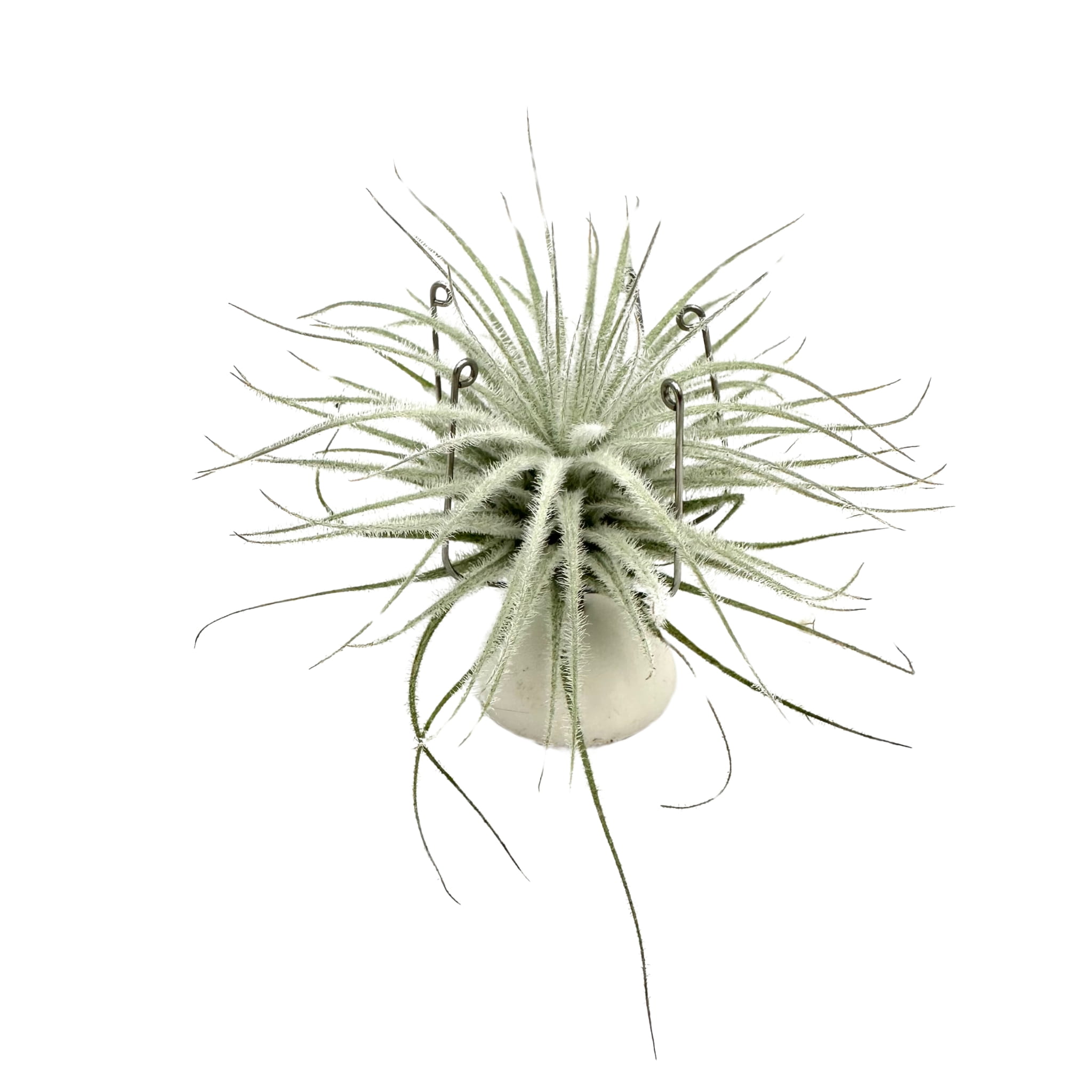 Tillandsia tectorum var. snow Oplątwa omszona snow - Żywa Roślina