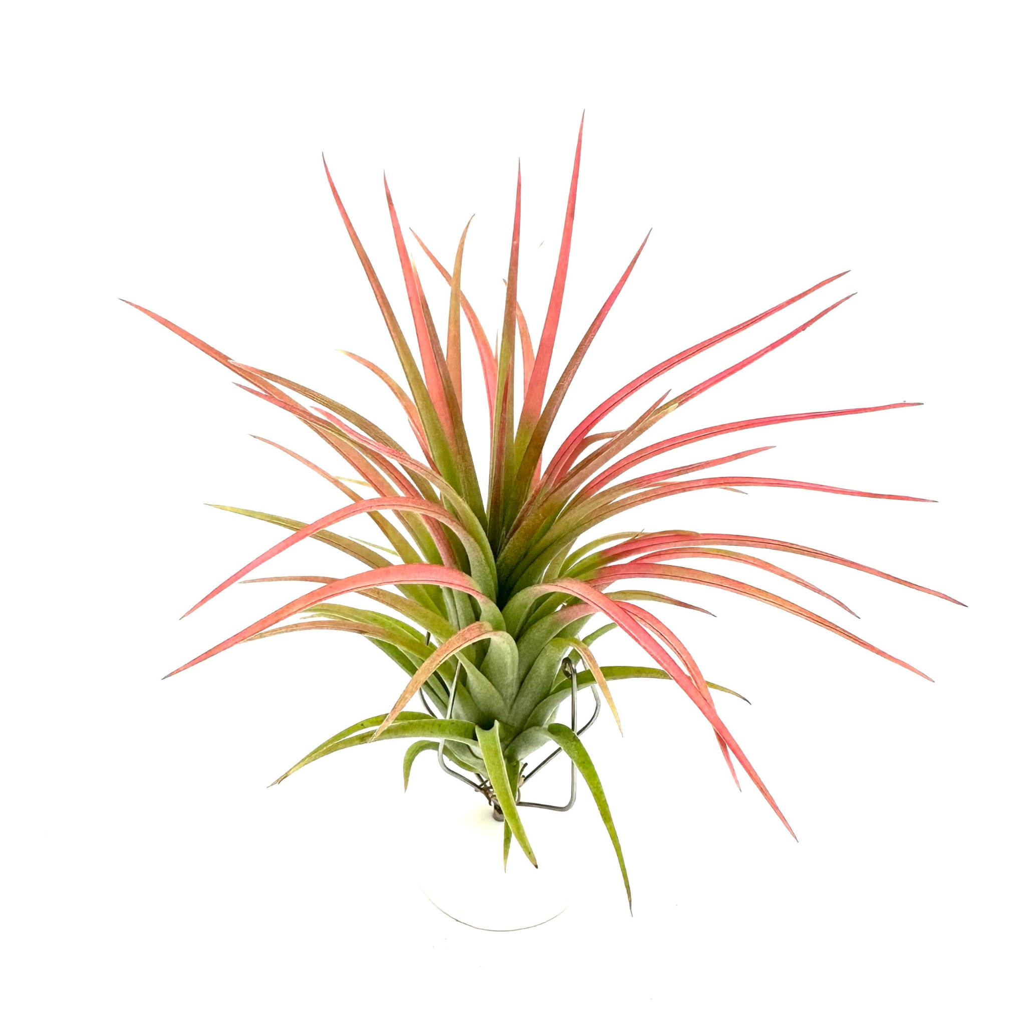 Tillandsia Victoria Red Splendor Oplątwa - Żywa Roślina do Terrarium