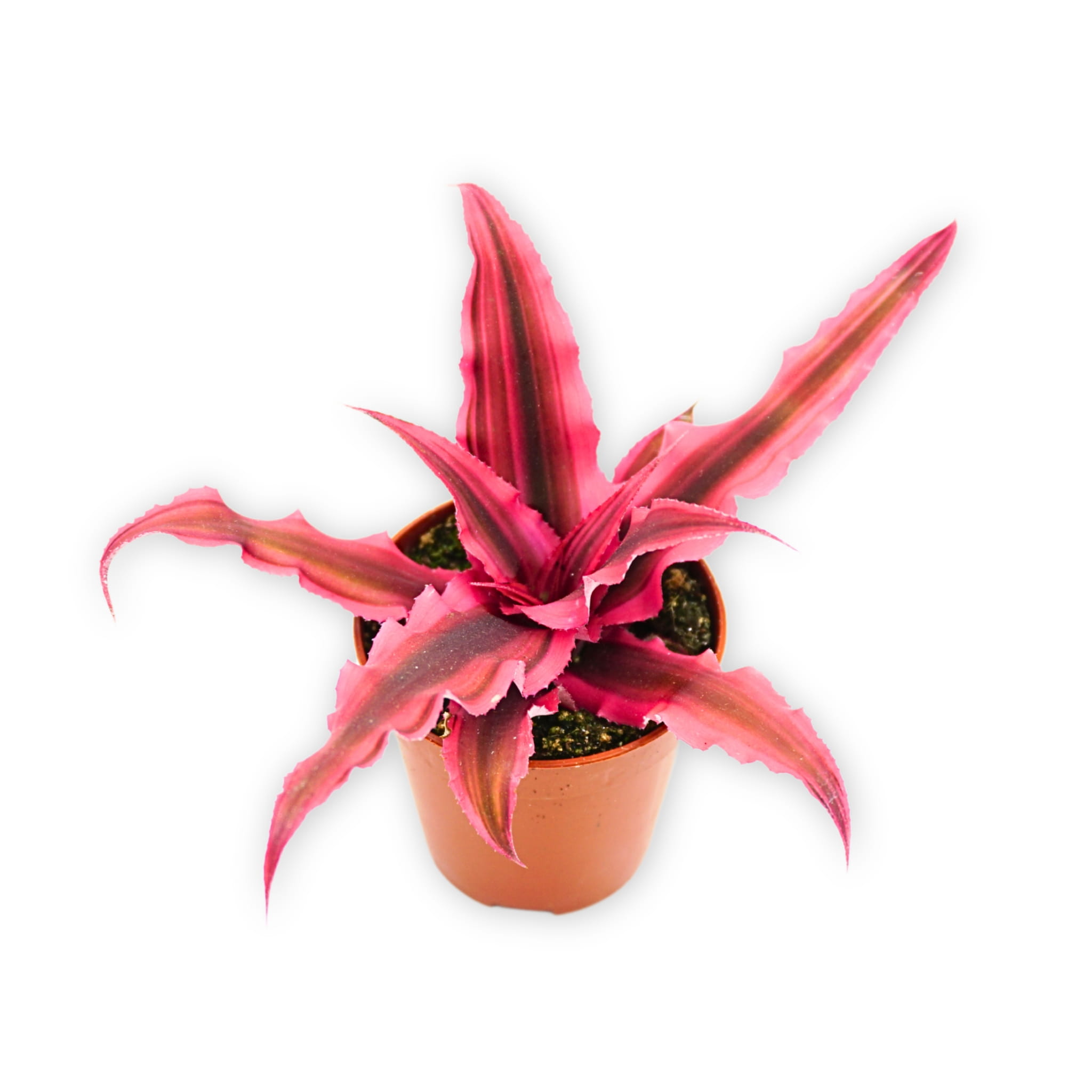 Skrytokwiat Cryptanthus bivittatus pink - Żywa Roślina do Terrarium