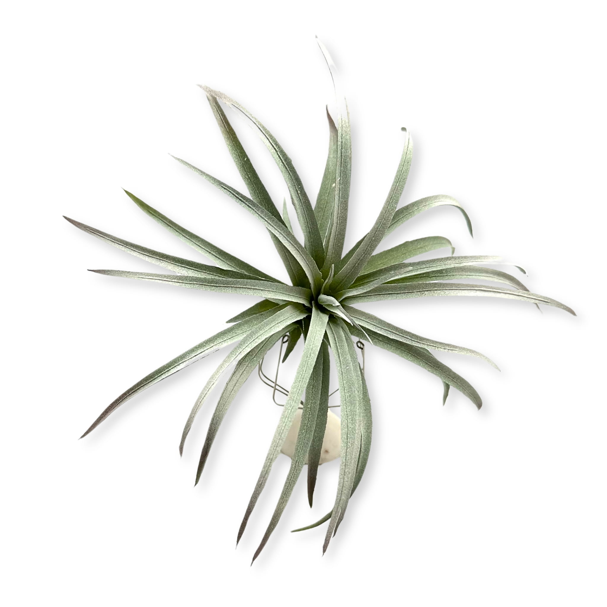 BioPlant Tillandsia brachycaulos abdida grey Roślina Sztuczna doskonała imitacja