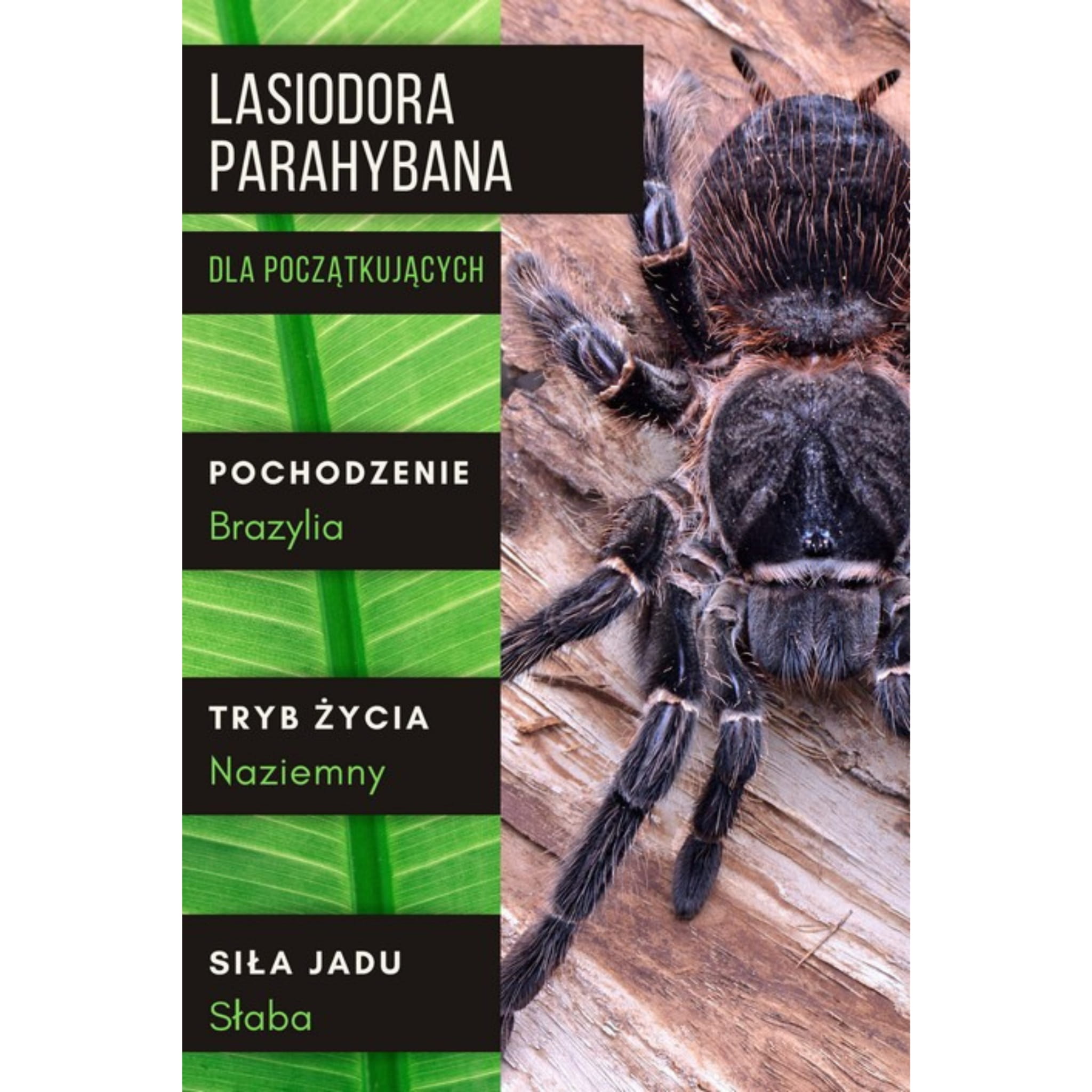 PAJĄK PTASZNIK LASIODORA PARAHYBANA L2