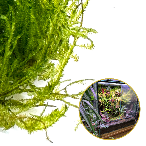 Mech Żywy InVitro Naturalny Żywy Mech do Terrarium TAXIPHYLLUM Spiky Moss