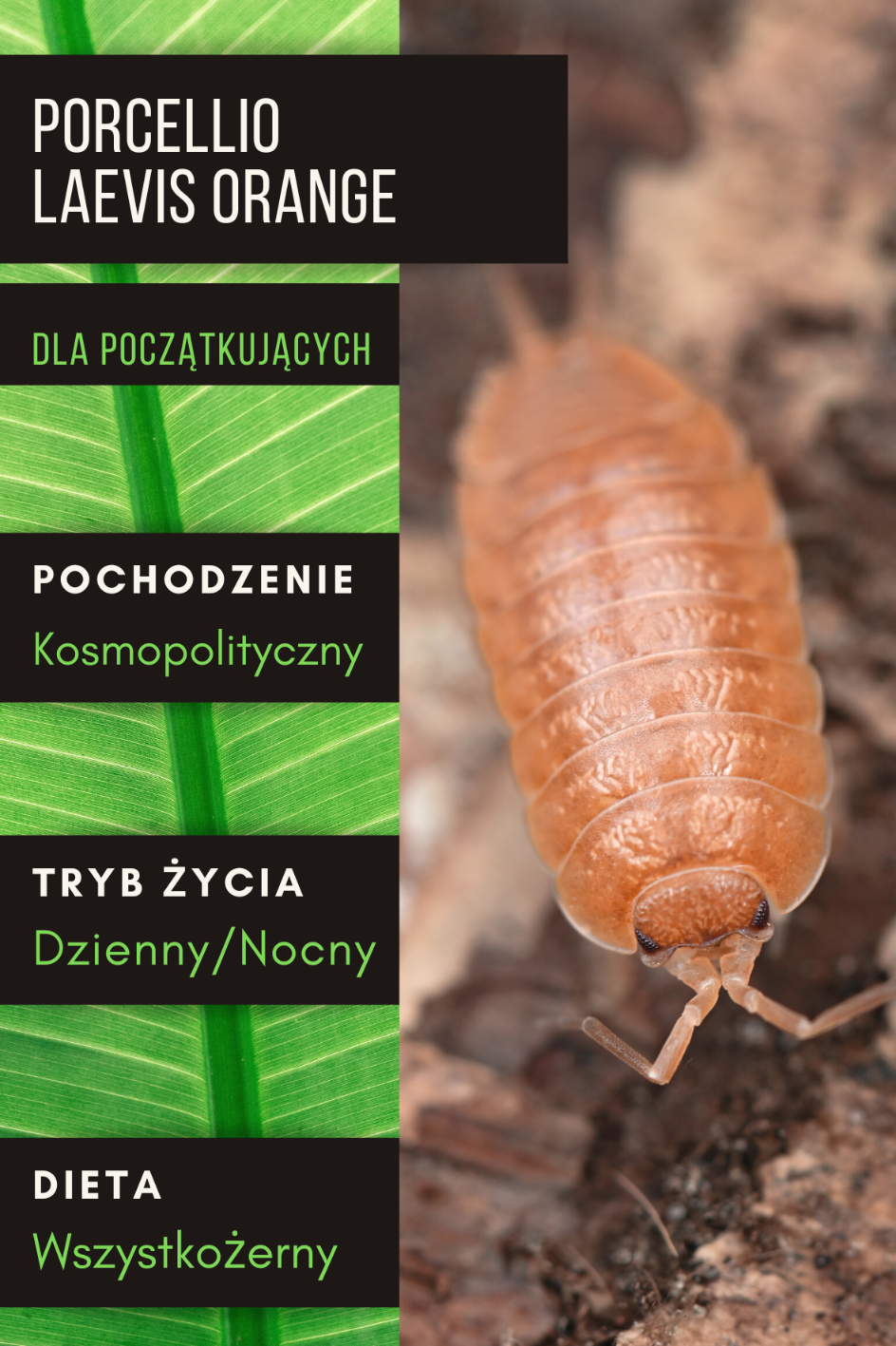 10x PORCELLIO LAEVIS “ORANGE” – ISOPODY, ekipa sprzątająca terrarium