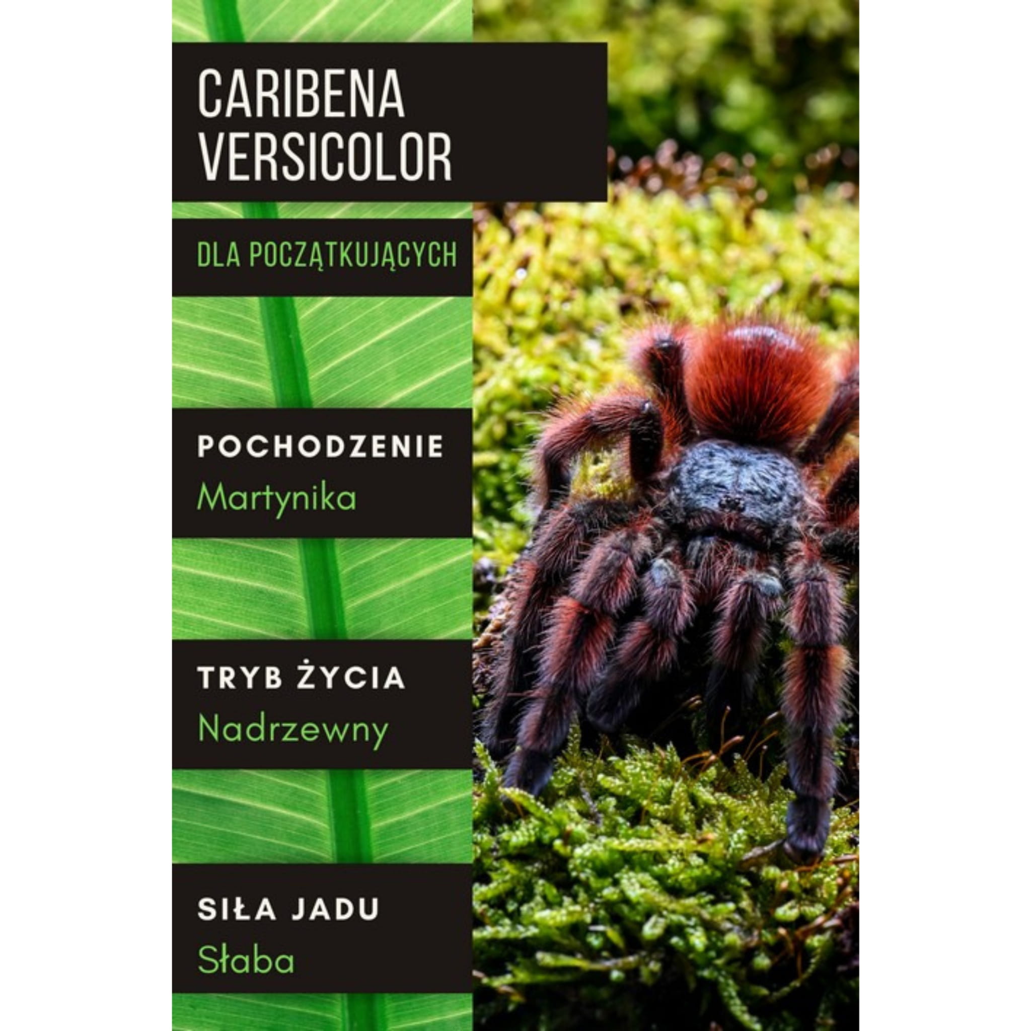 PAJĄK PTASZNIK CARIBENA VERSICOLOR L1