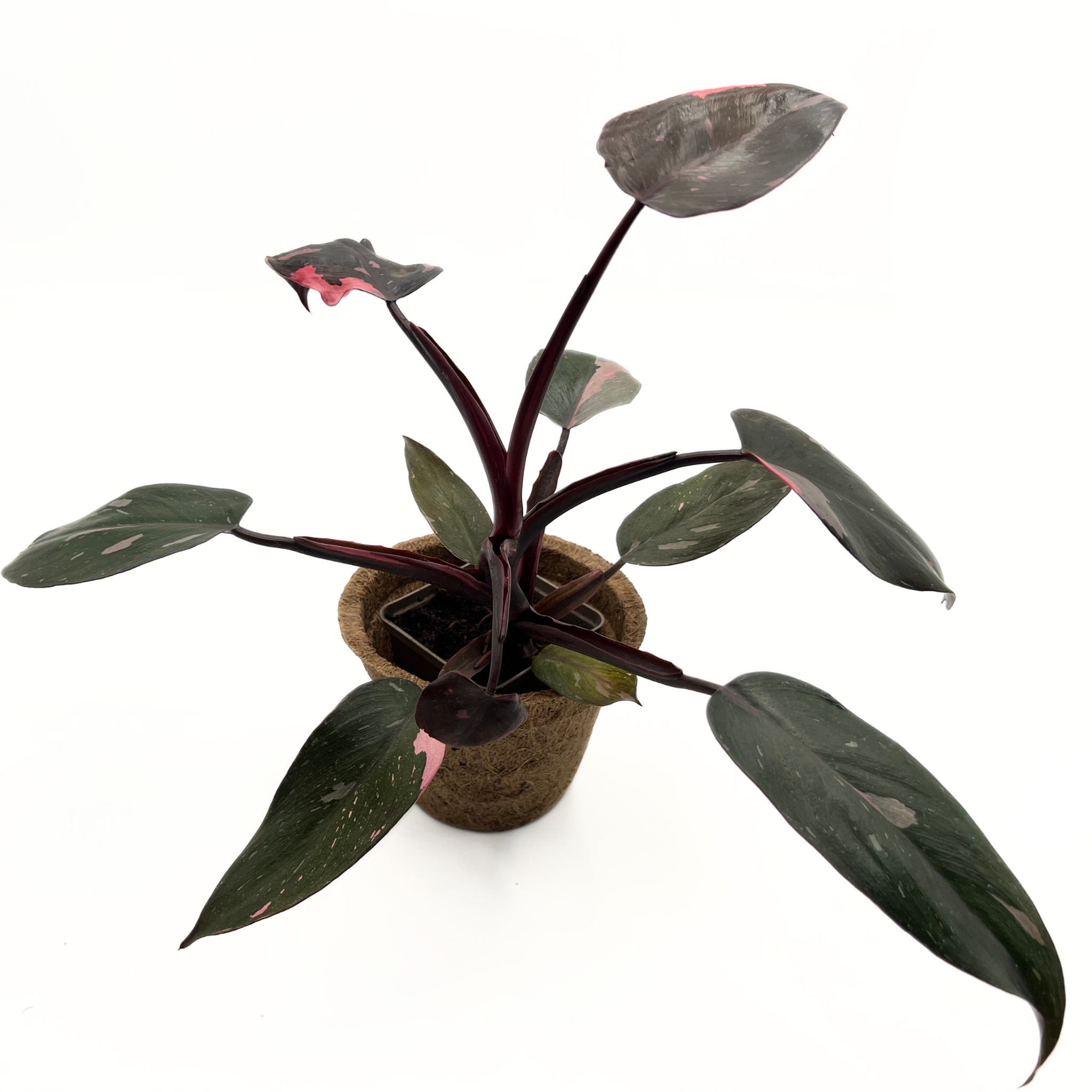 Philodendron "pink princess" Filodendron rarytas - ywa Rolina Do  Terrarium | Sklep Terrarystyczny Bioterr