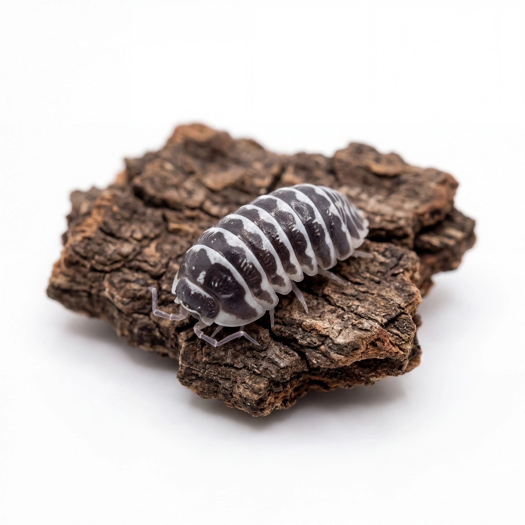 Armadillidium maculatum – 12 szt. isopody do terrarium | Ekipa sprzątająca bioaktywna