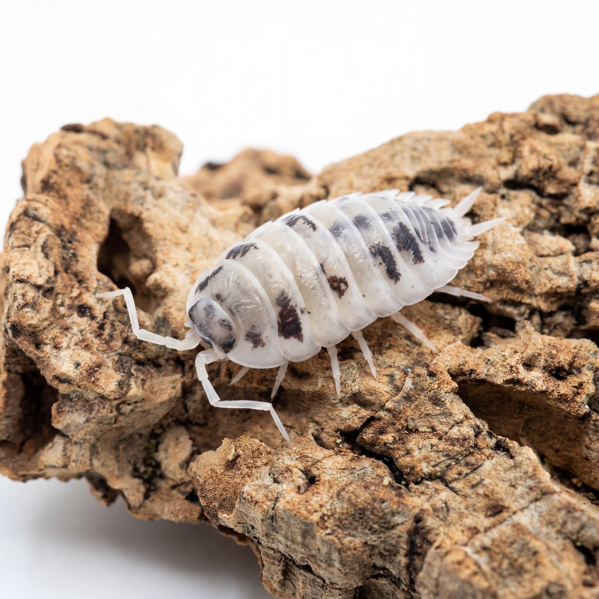Porcellio laevis „Dairy Cow” – 12 szt. isopody do terrarium | Ekipa sprzątająca bioaktywna