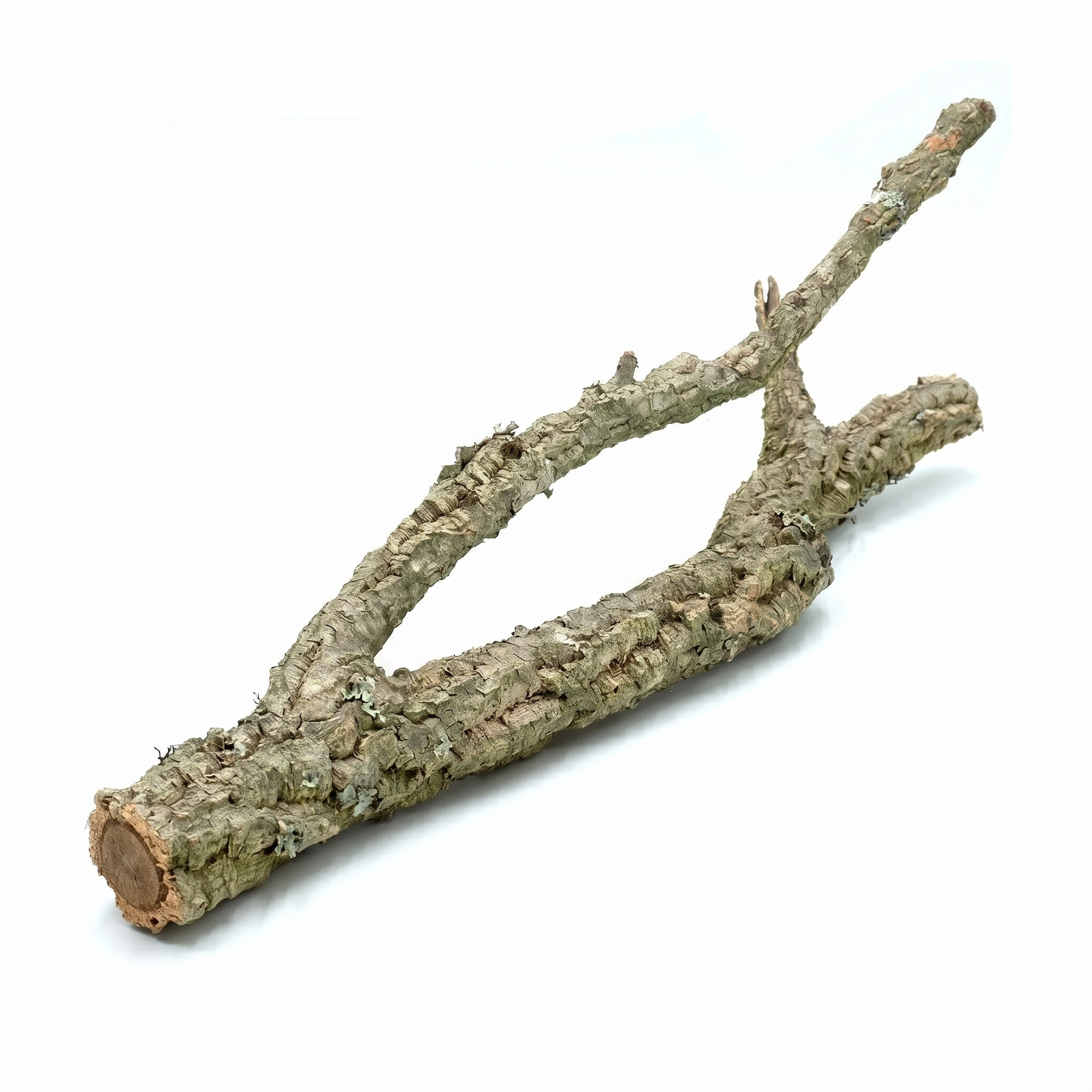 Gałąź korkowa S | dł. 40cm | BioCork Branch | gałąź korkowa dębu korkowego