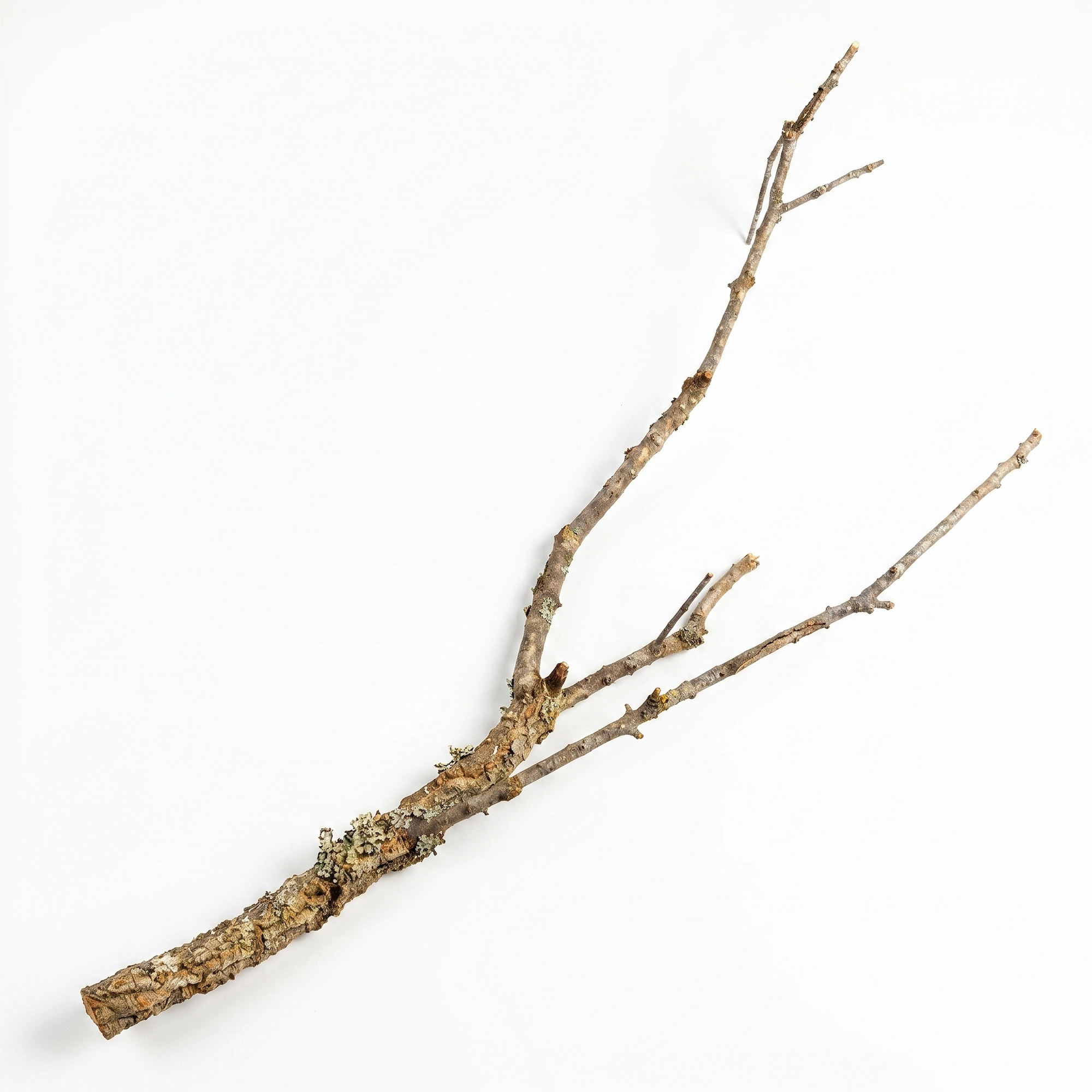 Gałąź korkowa XL | dł. 80cm | BioCork Branch | gałąź korkowa dębu korkowego