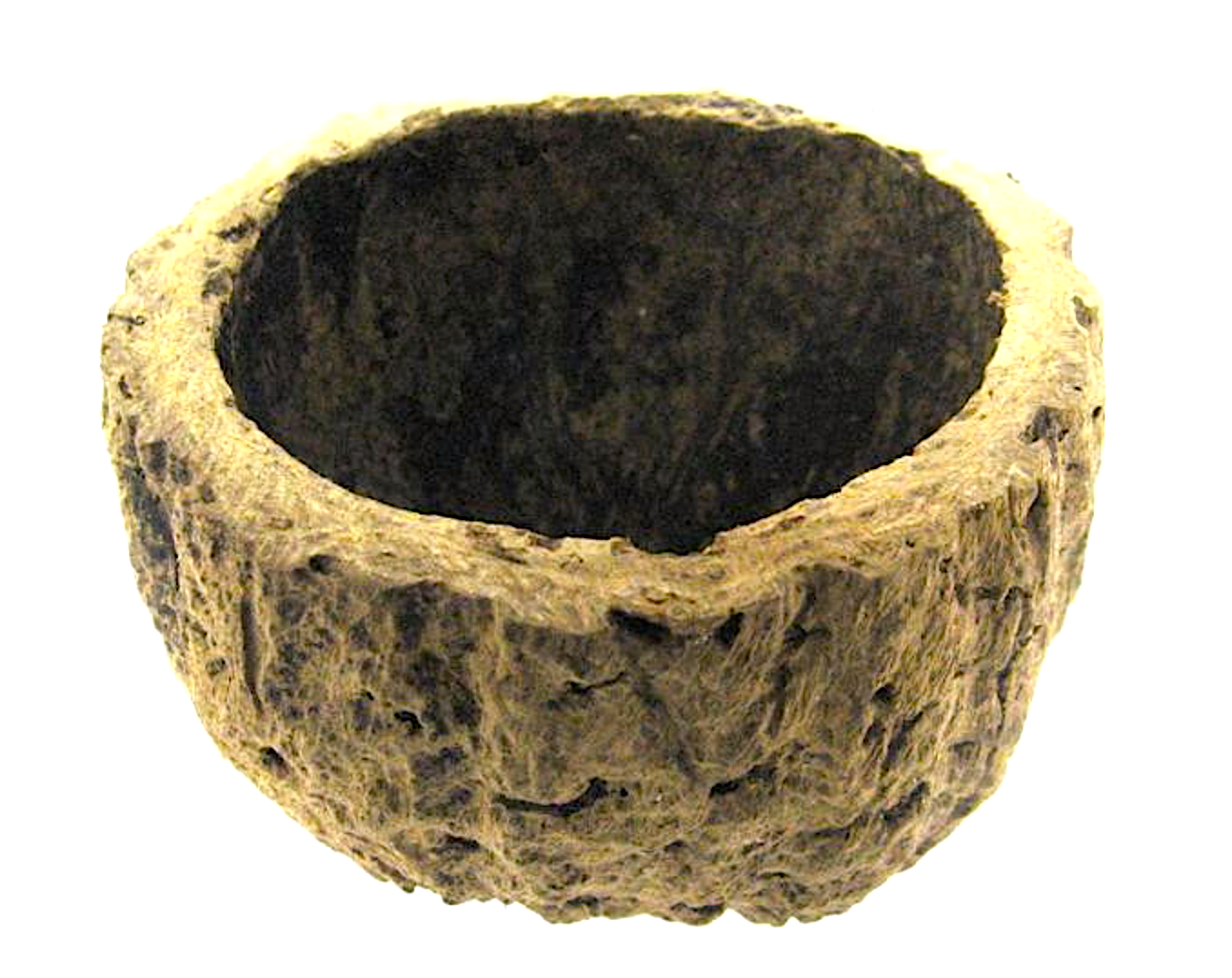 BioBrazil Nut Orzech Brazylijski Ourico Kryjówka Naturalna 10cm
